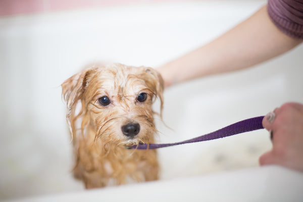 Honey Bee Soap for Dogs